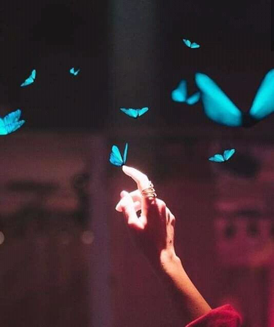 butterfly dp pic